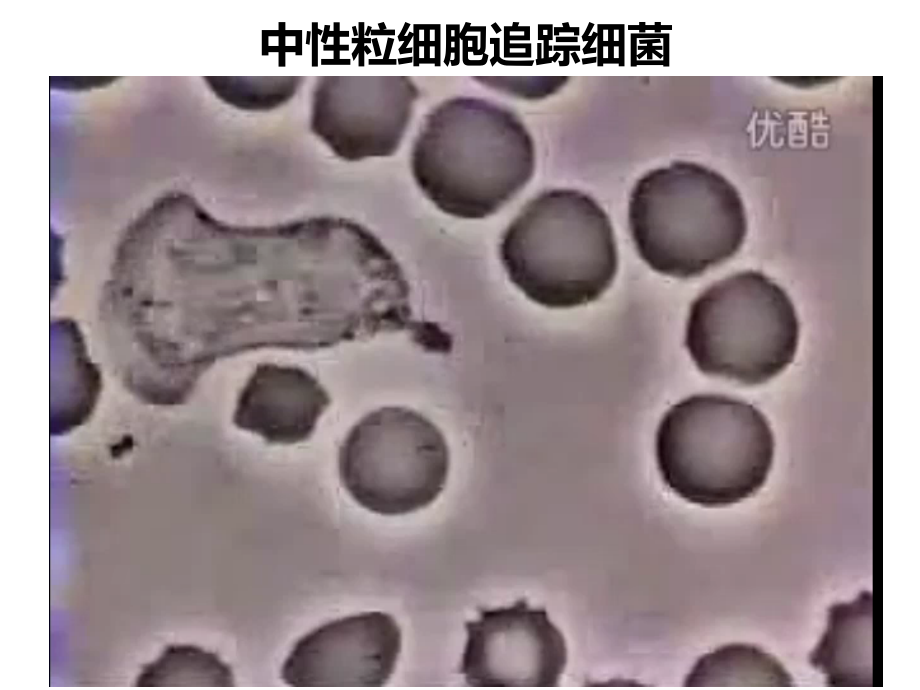 C7白细胞分化抗原和黏附分子_第3页