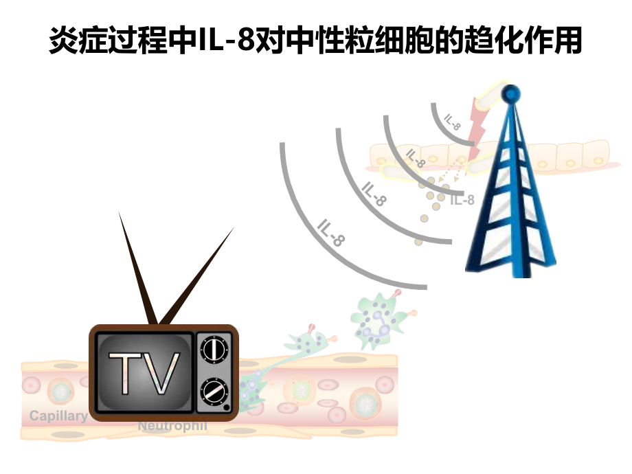 C7白细胞分化抗原和黏附分子_第4页