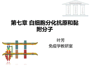 C7白细胞分化抗原和黏附分子