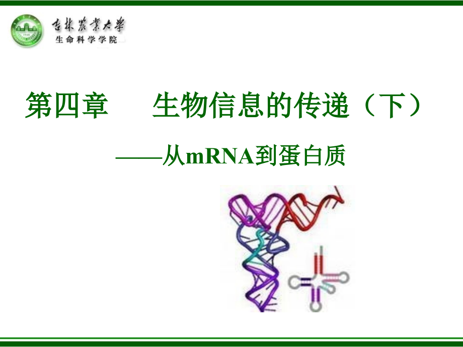 《从mRNA到蛋白质》PPT课件_第1页