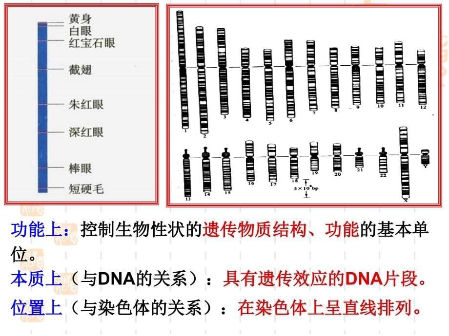 《从基因到蛋白质》PPT课件_第5页