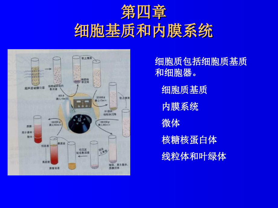 《基质和膜系统》PPT课件_第1页