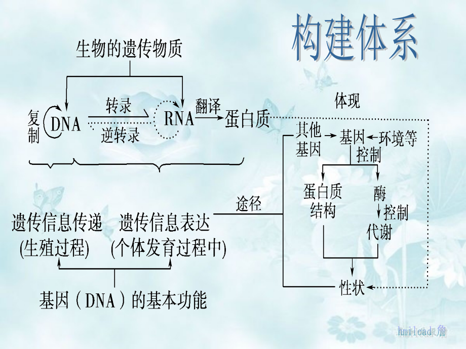 《基因的表达复习》PPT课件_第3页