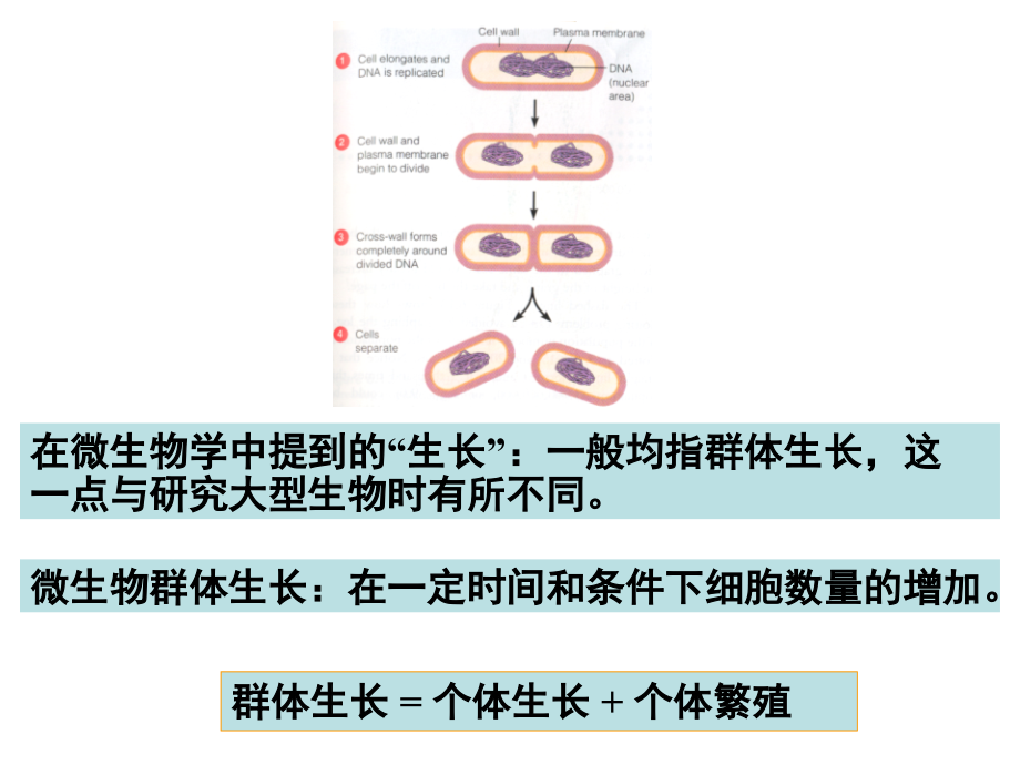 微生物课件 第六章 -修改_第3页