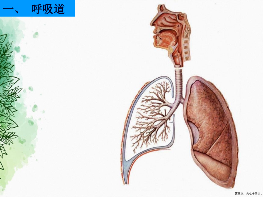 呼吸泌尿系统和男性生殖系统2讲课文档_第3页