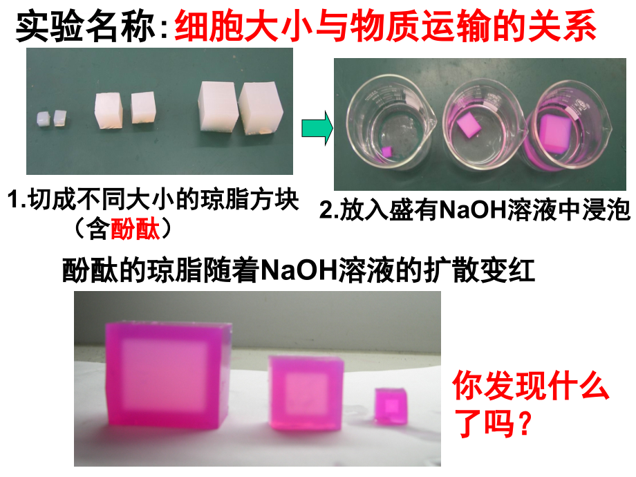 高中生物必修一第六章(文科)ppt课件_第3页