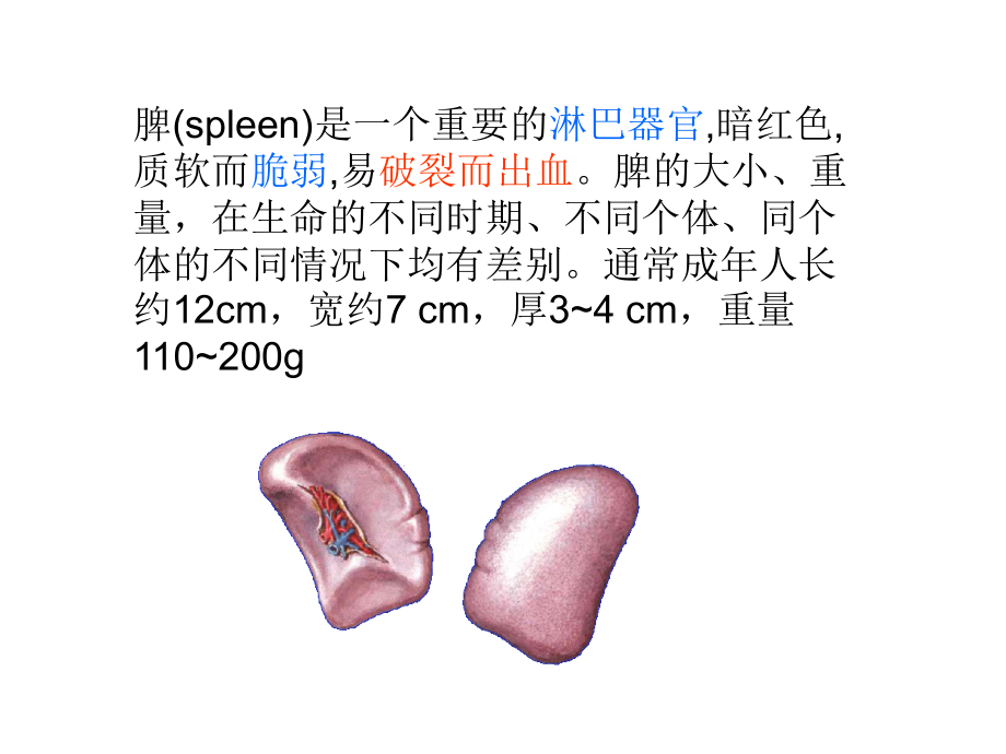 脾、肾应用解剖ppt课件_第5页