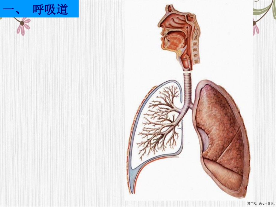 呼吸泌尿系统和男性生殖系统讲课文档_第2页