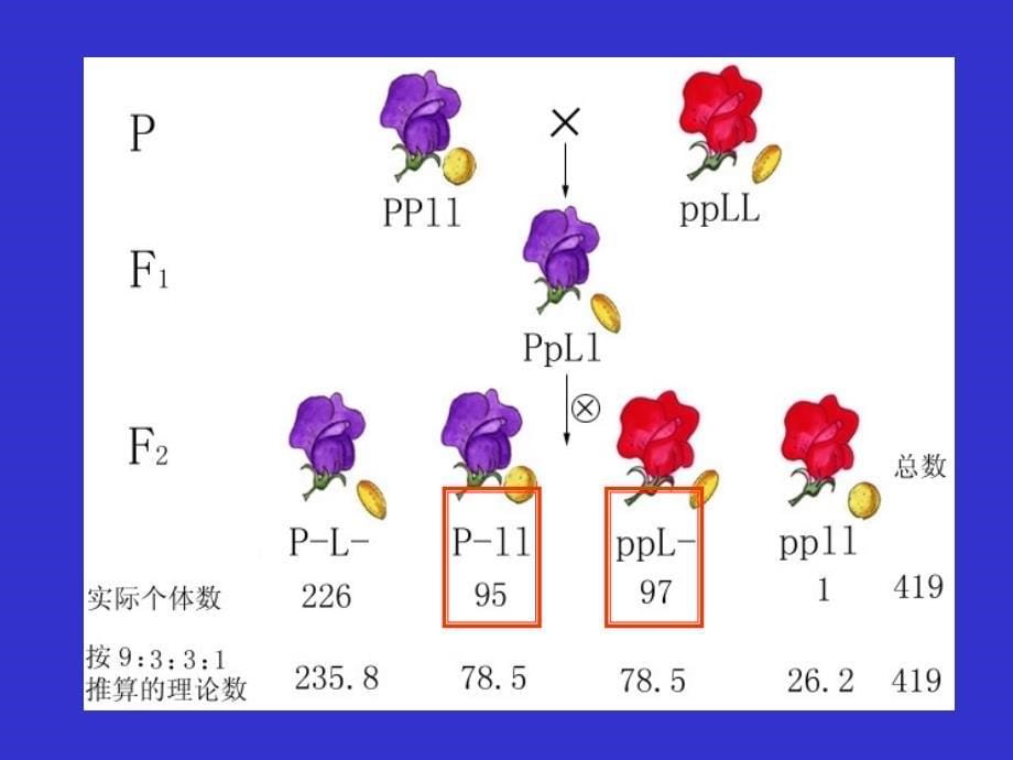 连锁遗传和伴性遗传_第5页