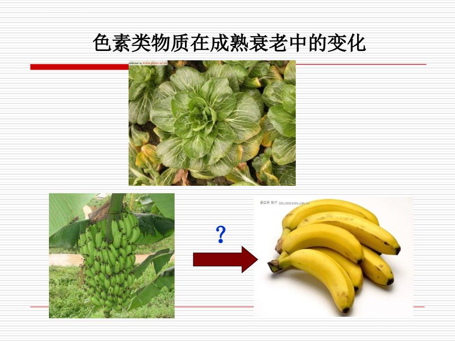 果蔬的化学组成及其特性ppt课件_第4页