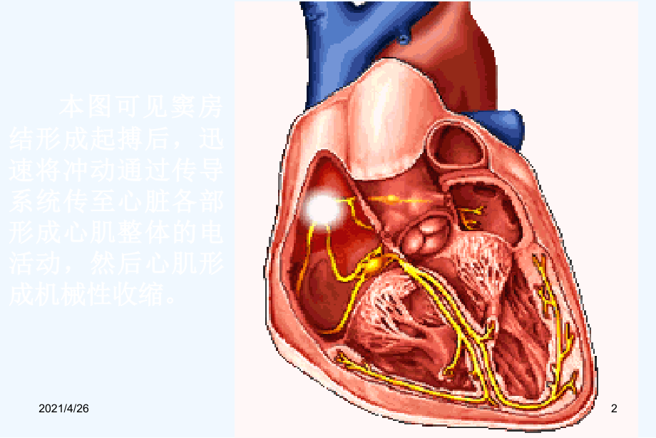 心电图的原理动画课件（80页）_第2页