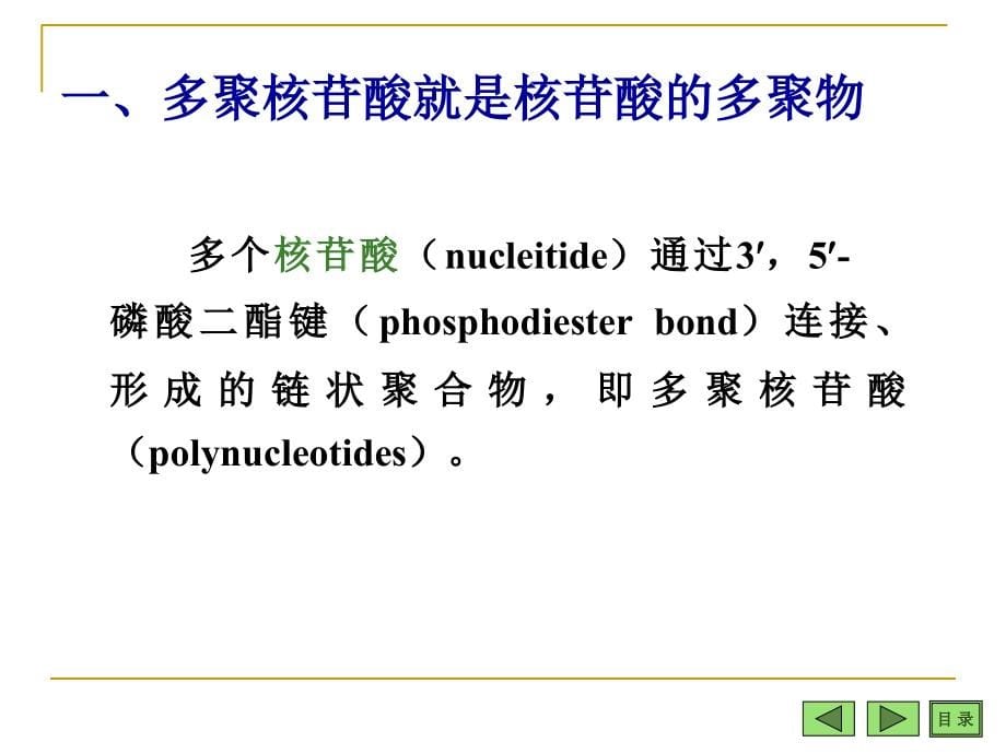 《多聚核苷酸与核酸》PPT课件_第5页