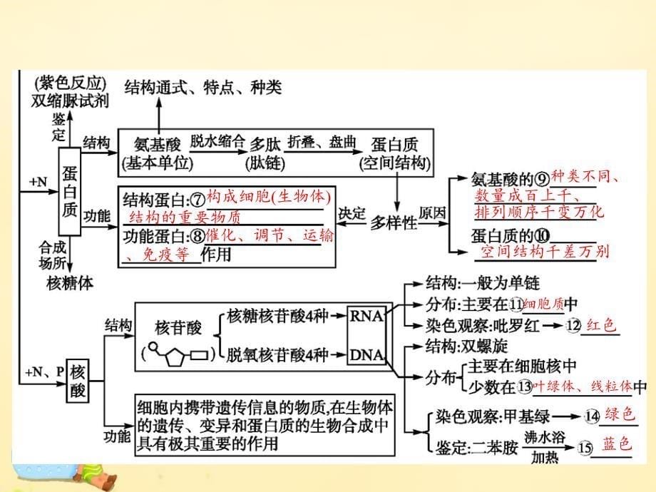 （新课标）2016届高考生物二轮复习专题1细胞的分子组成和结构1细胞的分子组成课件_第5页