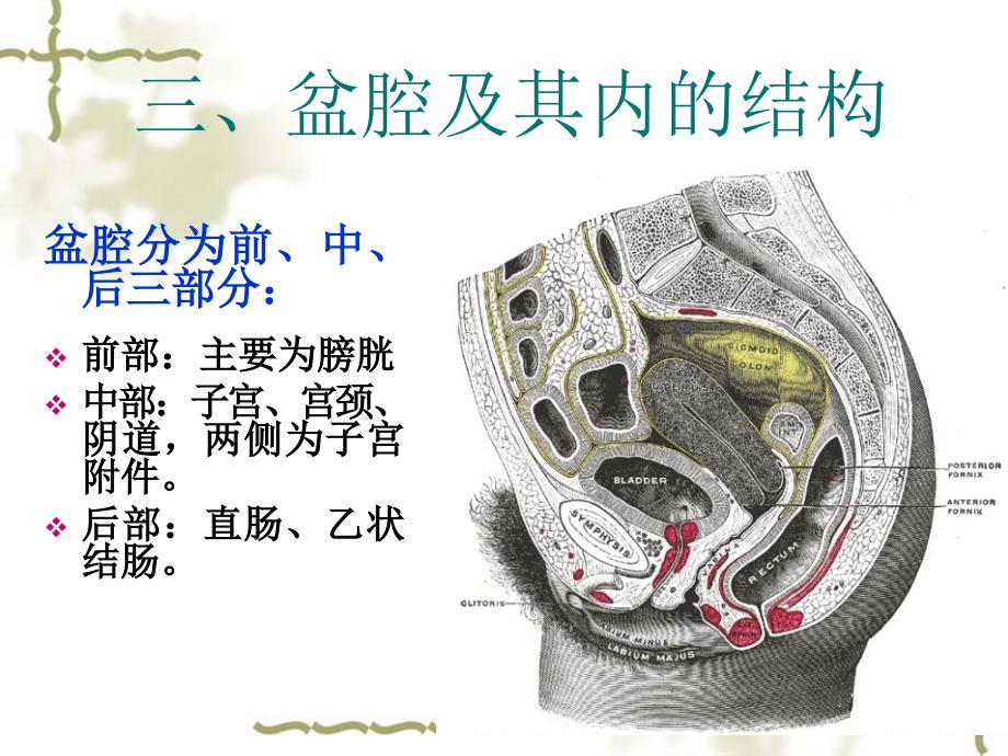 《妇科超声检查》PPT课件_第4页