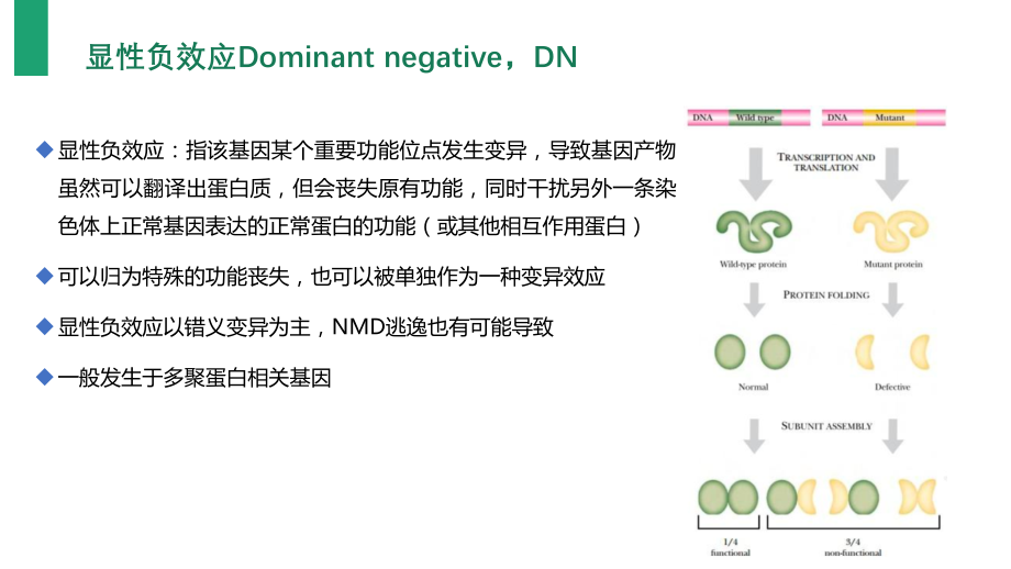 单基因病致病机理-显性负效应及其他Dominant negative_第3页