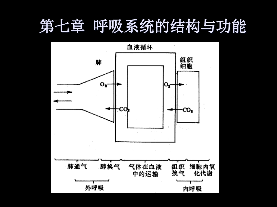 《人体解剖生理学》第七章呼吸系统_第1页