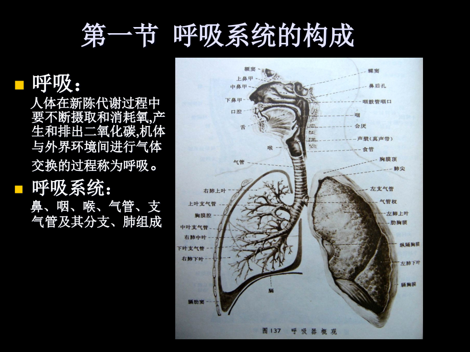 《人体解剖生理学》第七章呼吸系统_第3页