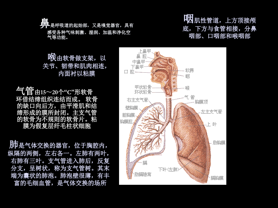 《人体解剖生理学》第七章呼吸系统_第4页