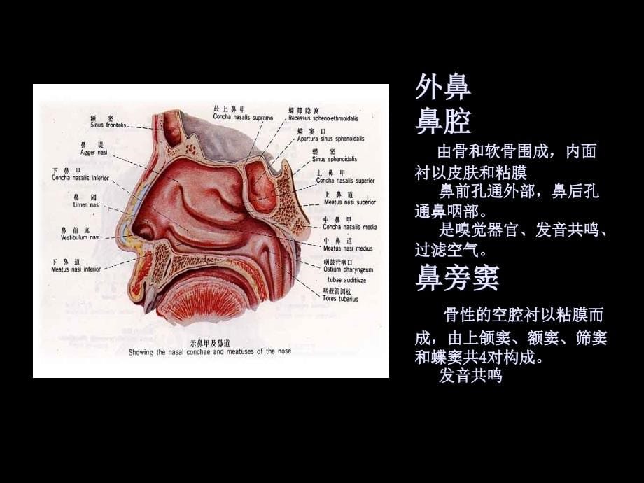 《人体解剖生理学》第七章呼吸系统_第5页