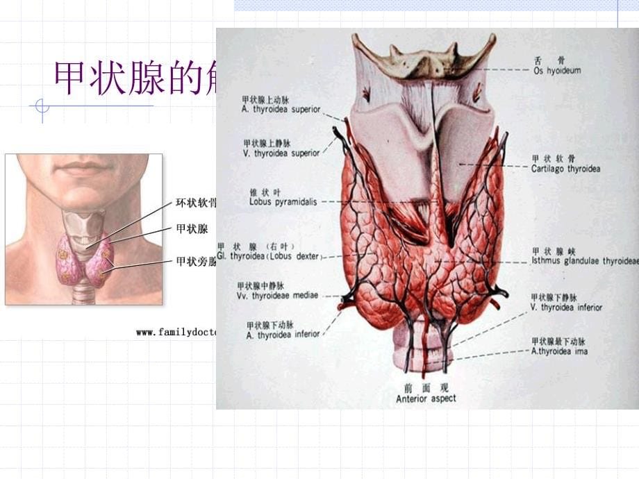 甲亢病人的护理医院讲课演示ppt课件_第5页