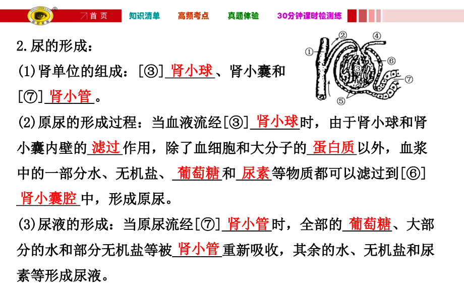 人体内代谢废物的排出课件_第3页