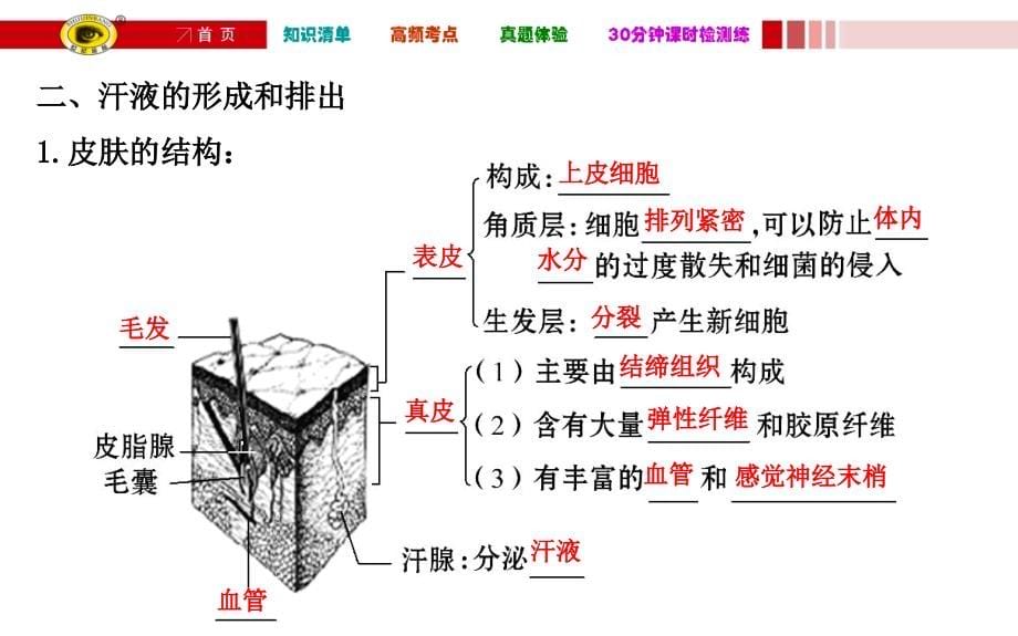 人体内代谢废物的排出课件_第5页