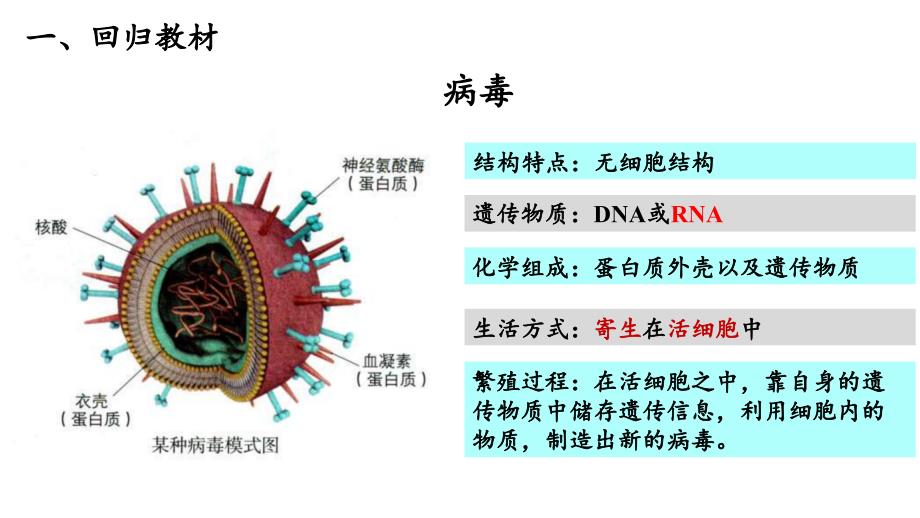 2022届高三一轮复习生物：高考热点一：新冠病毒疫苗及PCR课件_第2页