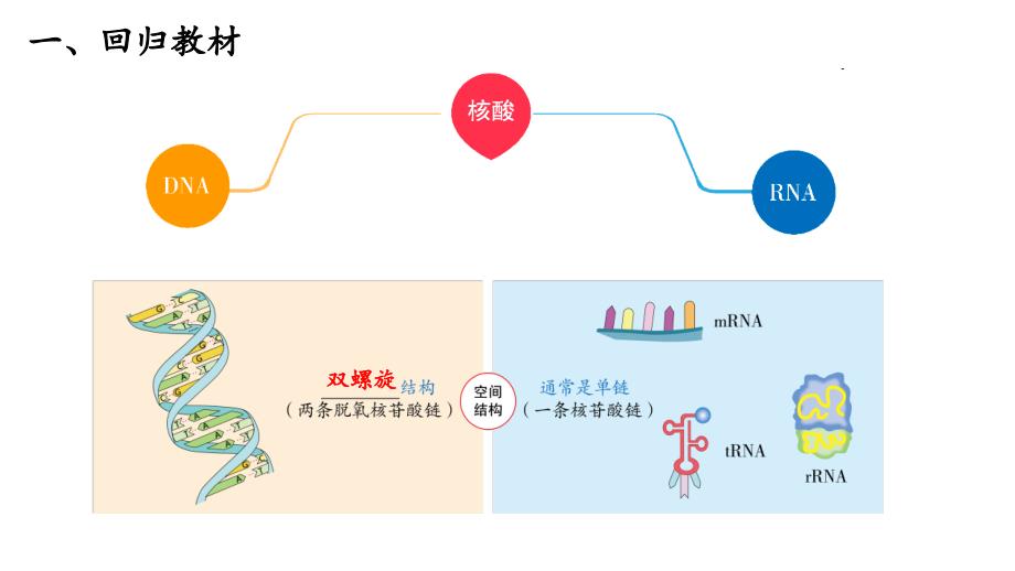 2022届高三一轮复习生物：高考热点一：新冠病毒疫苗及PCR课件_第3页