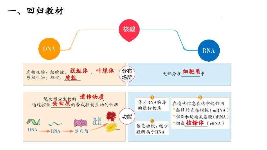 2022届高三一轮复习生物：高考热点一：新冠病毒疫苗及PCR课件_第4页