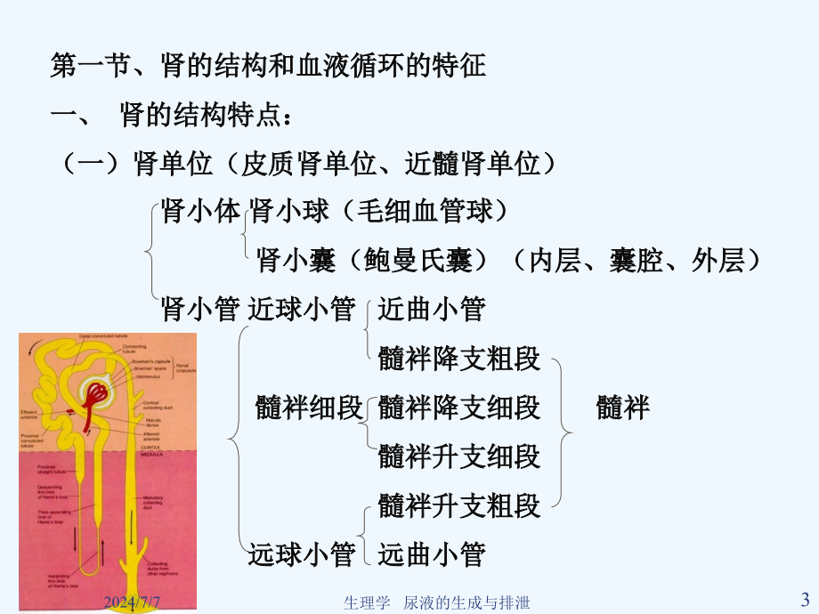 生理学尿液生成及排出课件_第3页