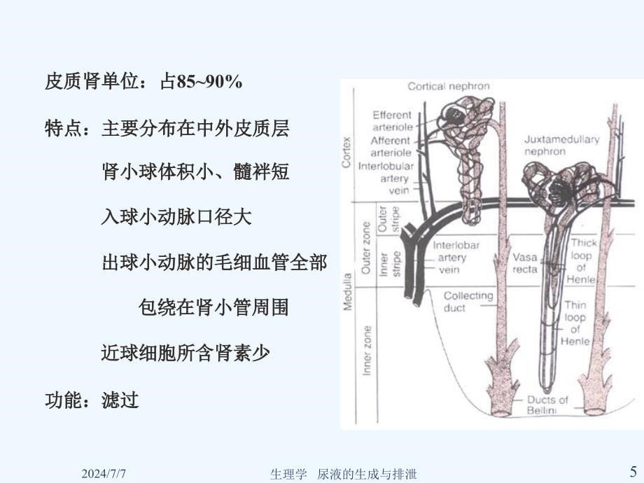 生理学尿液生成及排出课件_第5页