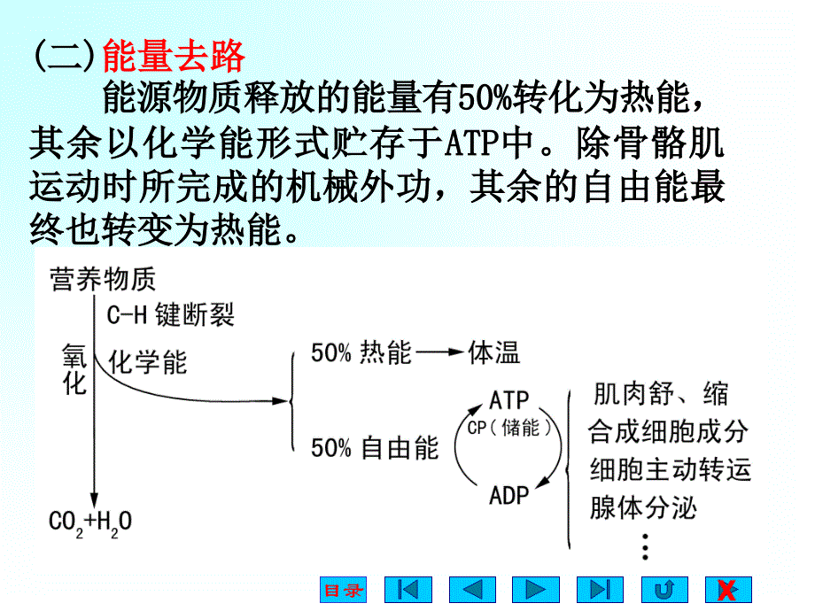 生理学ppt课件-能量代谢与体温-资料_第4页