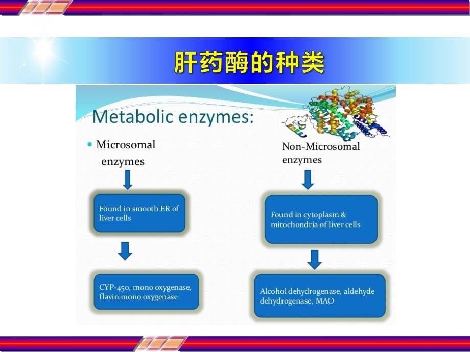 肝药酶和药物相互作用课件_第5页