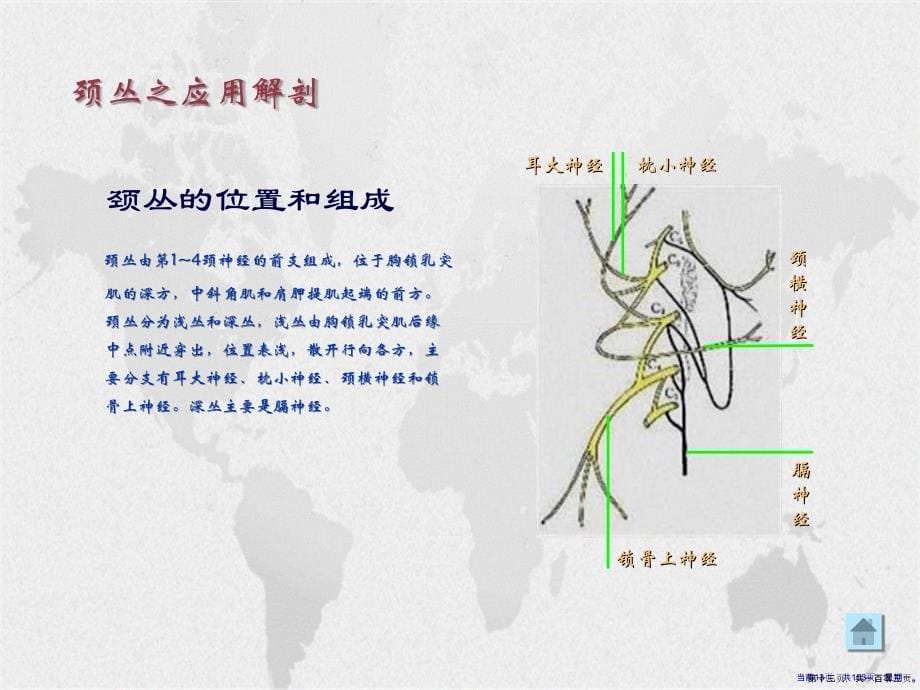 颈丛臂丛的解剖和考试前详解演示文稿_第5页