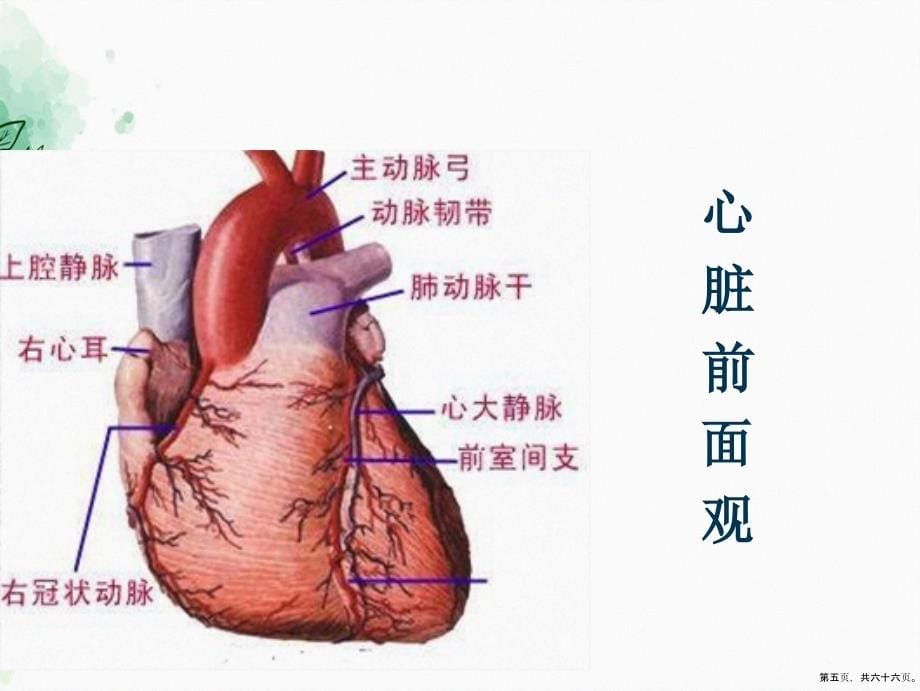 解剖学基础绪论课件2_第5页