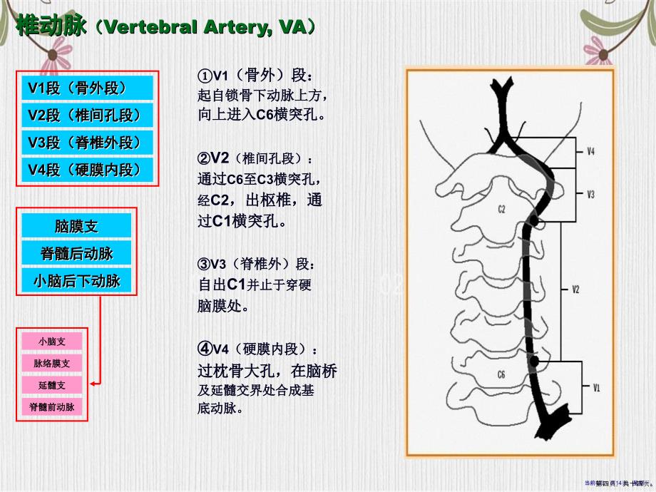 脑部血管解剖图解影像学演示_第4页