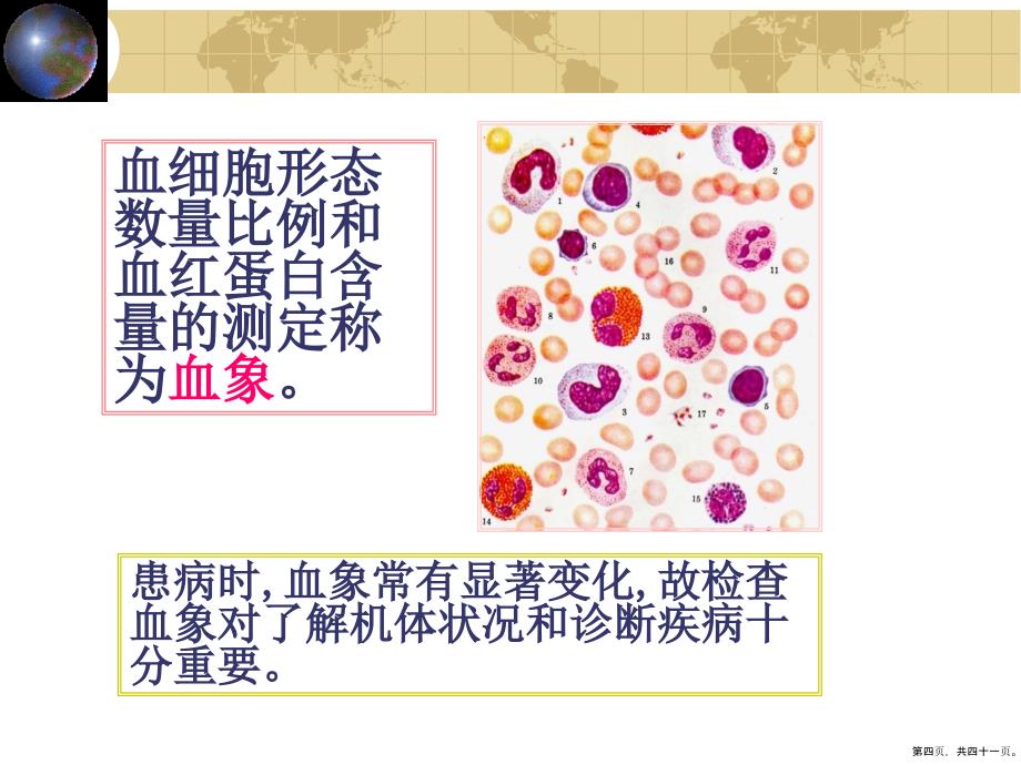 组织学与胚胎学血液课件_第4页