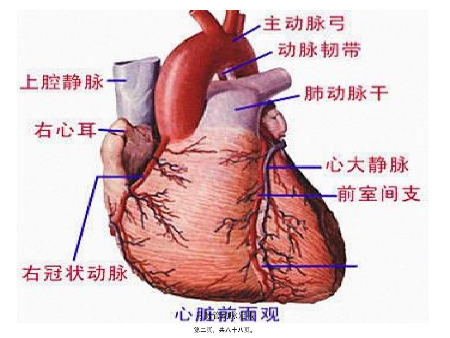 月脉管动脉定稿课件_第2页