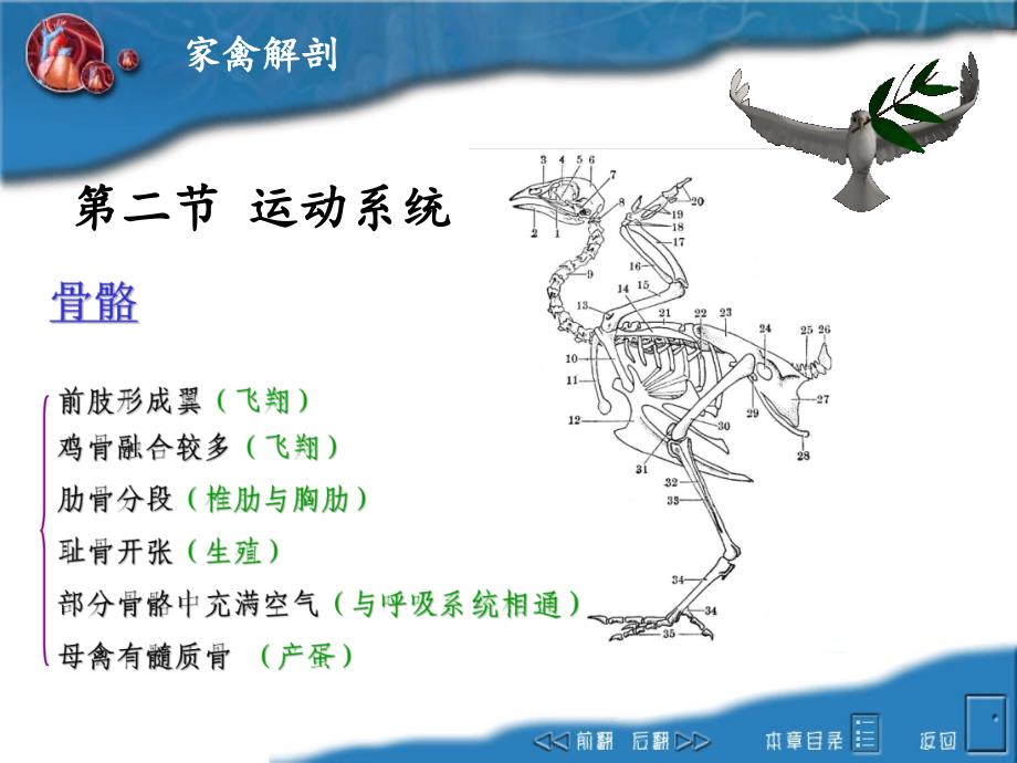 畜禽解剖学-12家禽解剖课件_第3页