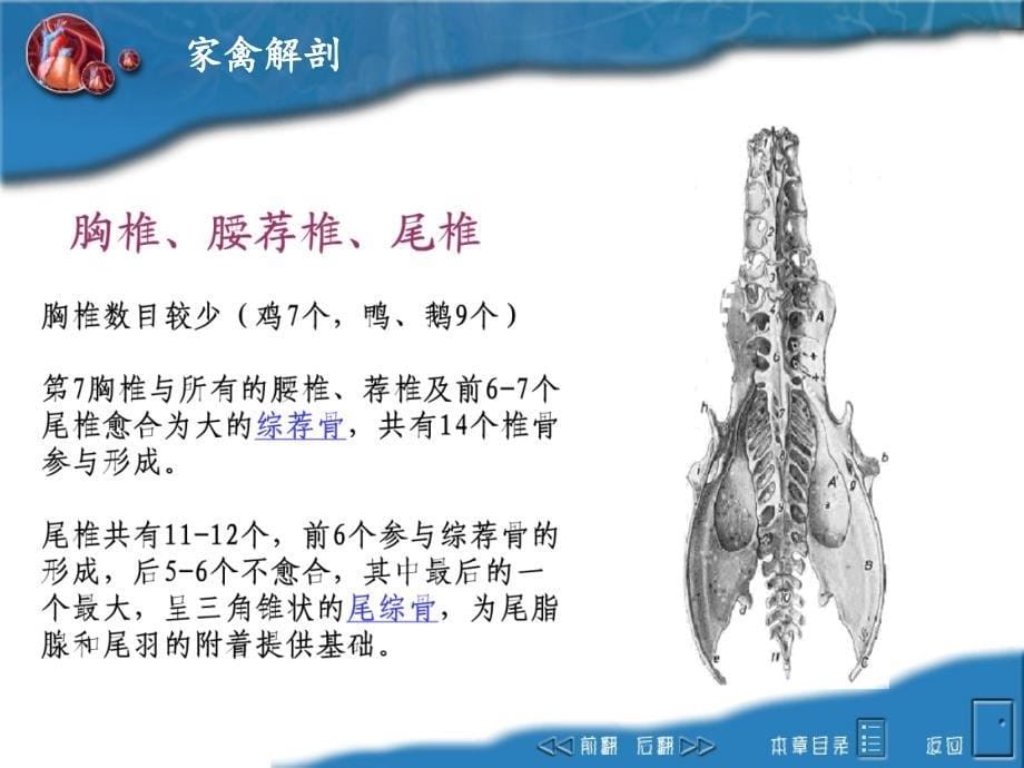 畜禽解剖学-12家禽解剖课件_第5页