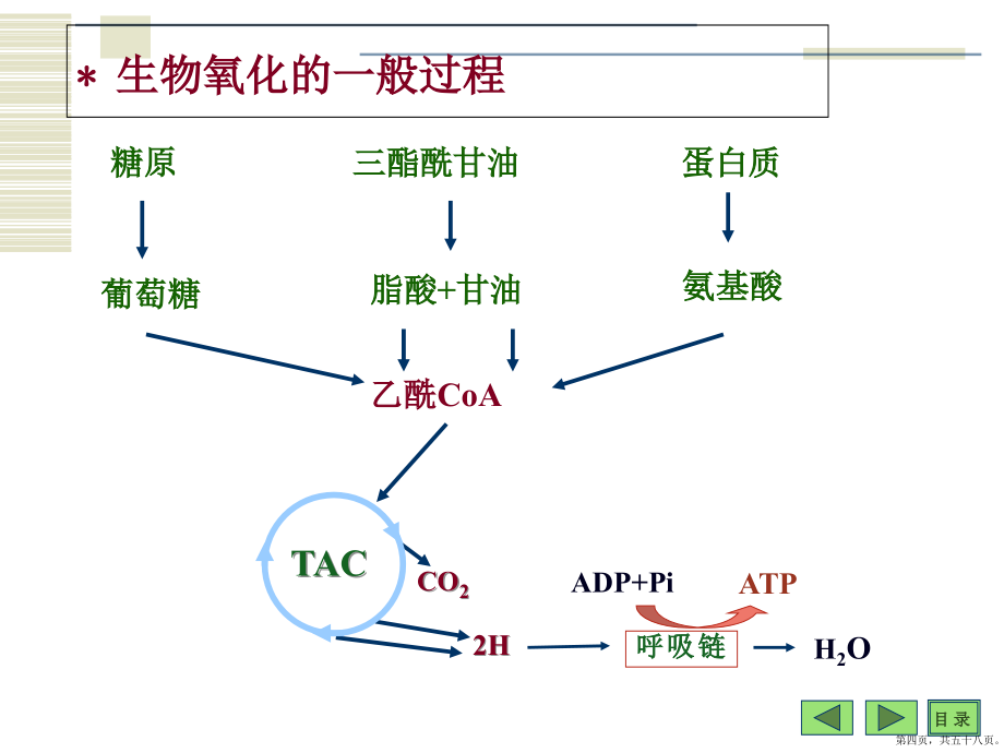 生物氧化经典医学课件_第4页