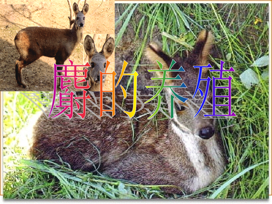 麝的养殖管理与形态管理知识特征(powerpoint 60页)_第1页