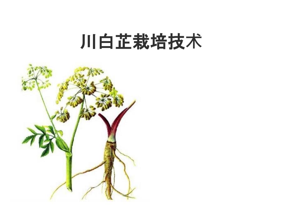 川白芷栽培技术课件_第1页