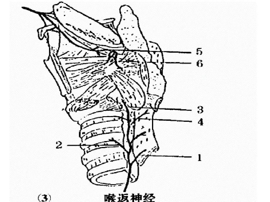 喉返神经解剖技术外科进展课件_第5页