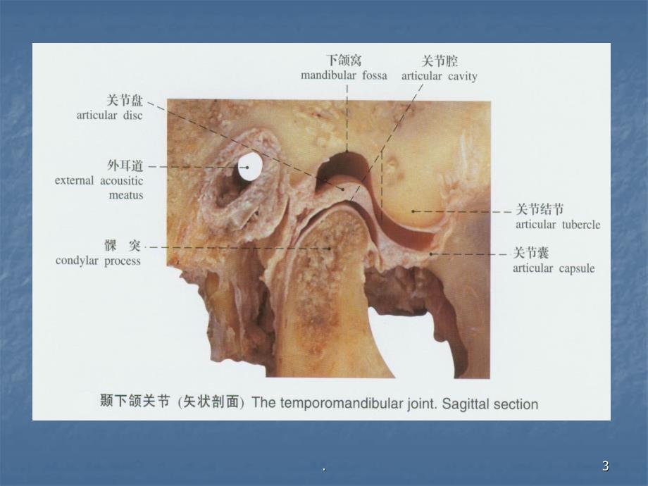 口腔解剖生理学颞下颌关节课件_第3页