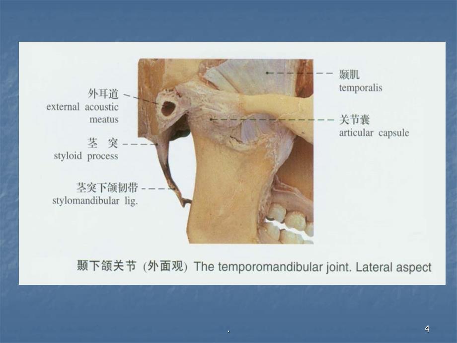 口腔解剖生理学颞下颌关节课件_第4页