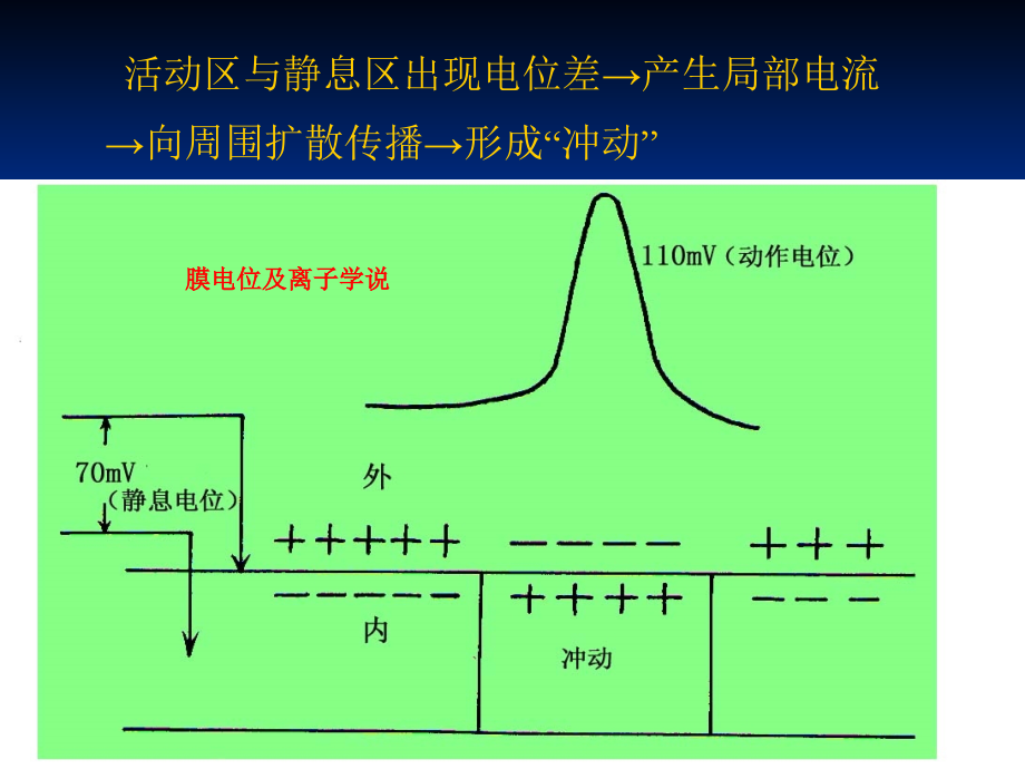 听性脑干反应(ABR)的基本原理及临床应用课件_第4页