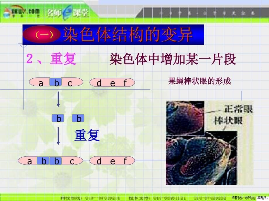 染色体变异修改1[1]_第5页