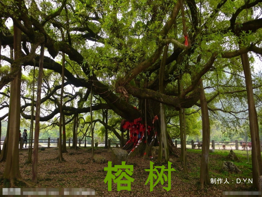 榕树介绍课件_第1页