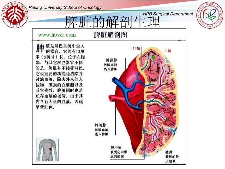 《脾切除术后发热》PPT课件_第5页